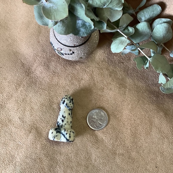 Dalmatian Jasper Mr. Peen - Picture 3 of 5